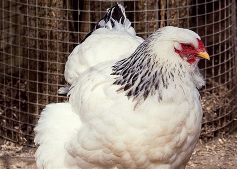 colombian chick|Columbian Wyandotte Chicken – Everything You Need To Know.